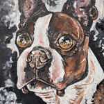 boston terrier