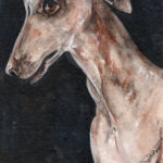 whippet